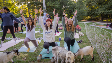 students doing goat yoga